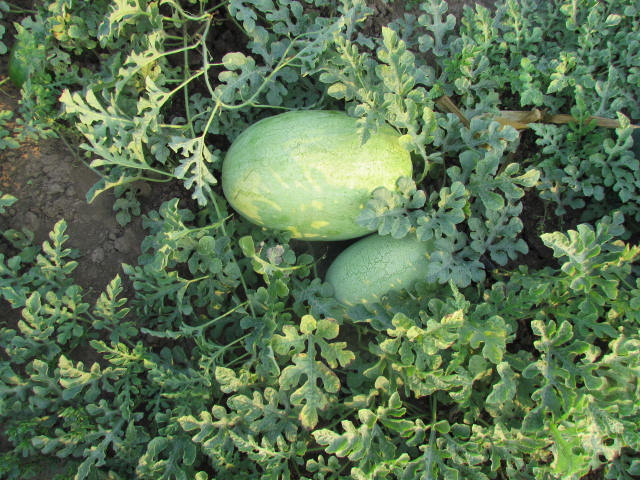 ЛС 1803 F1 / LS 1803 F1 фото 4