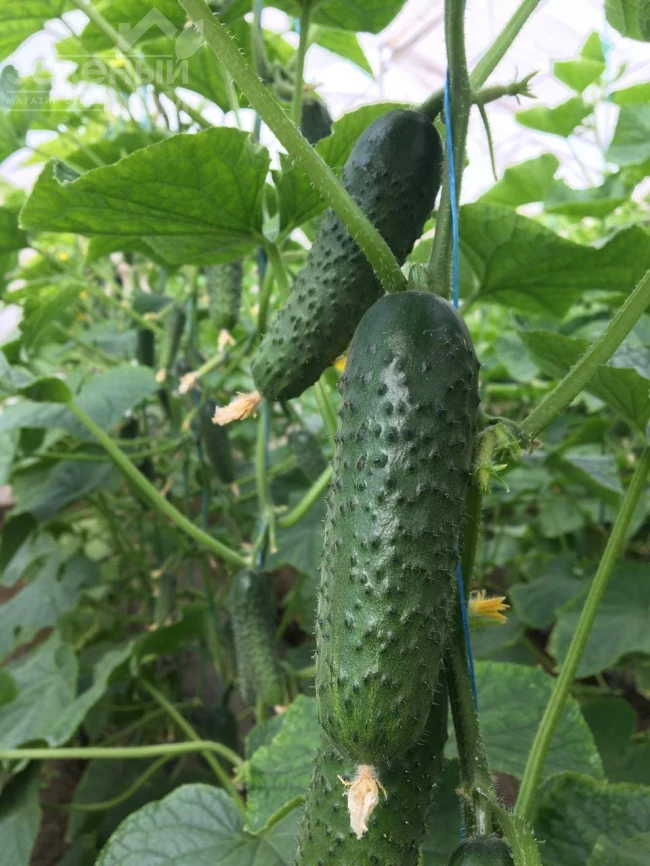 Георг F1 / Georg F1 фото 1