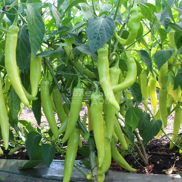 КС 65 F1 / KS 65 F1,65-70 дней фото 1