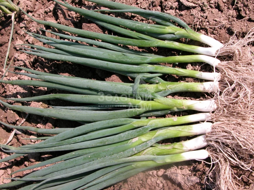 Байкал / Baykal фото 1