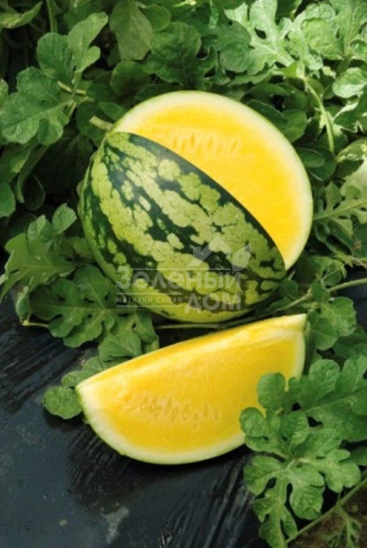 Оранж Кинг F1 / Orange King F1,55-60 дней фото 1