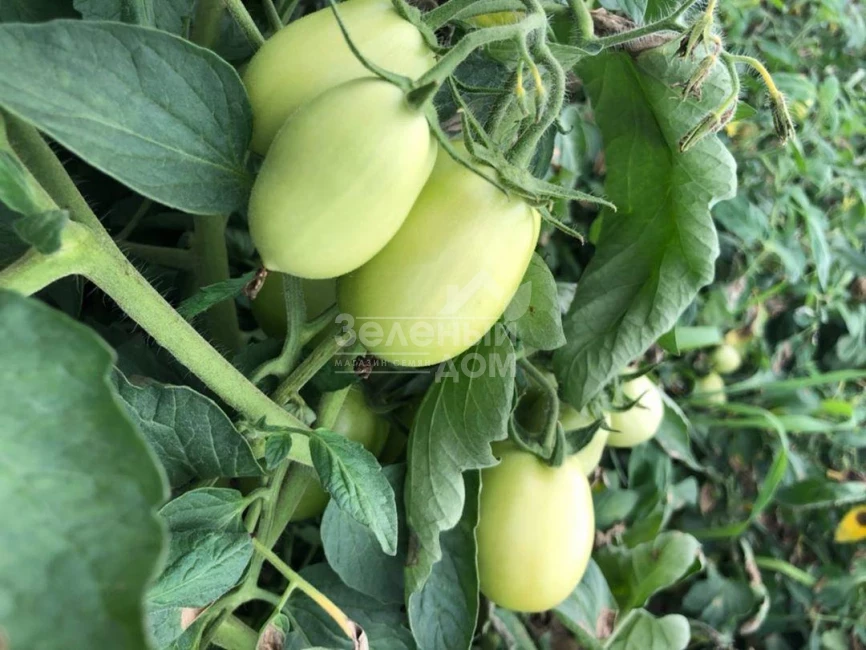 Мадонна (INX 1519) F1 / Madonna (INX 1519) F1,95-100 дней фото 1