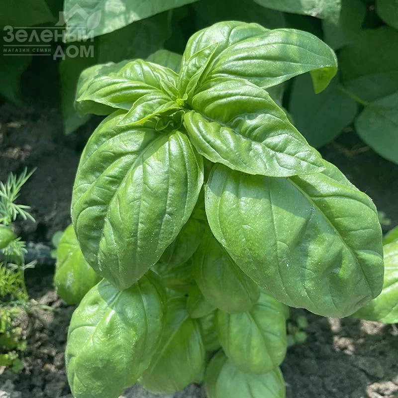 Грин Дом / Grin Dom фото 2