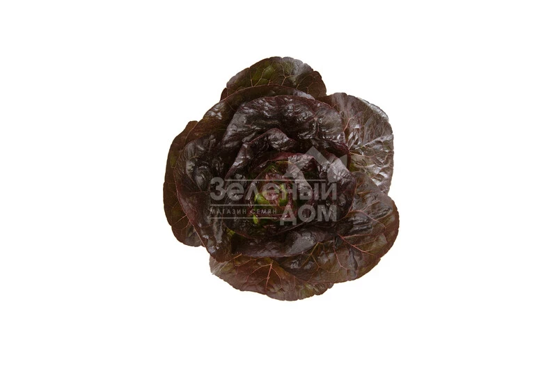 Алайн / Alaine фото 3