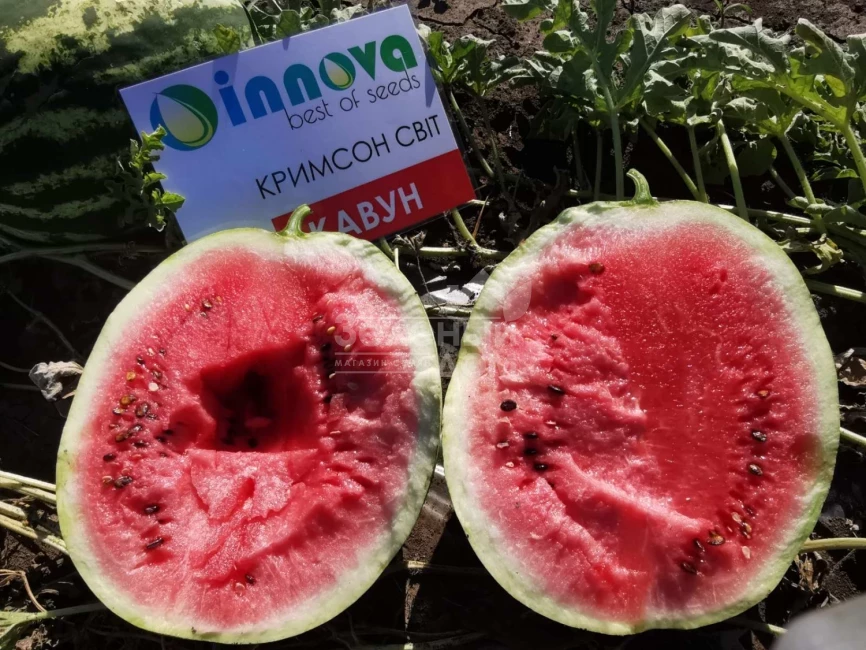 Кримсон Свит / Crimson sweet,80 дней фото 2