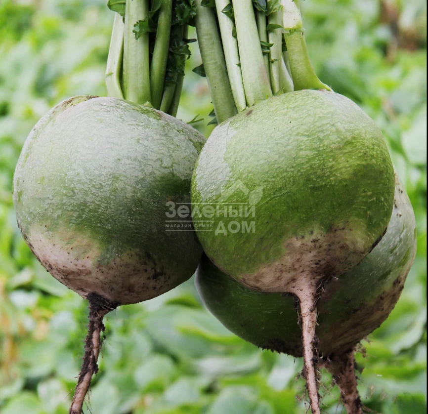 Ника / Nika,60-70 дней фото 1