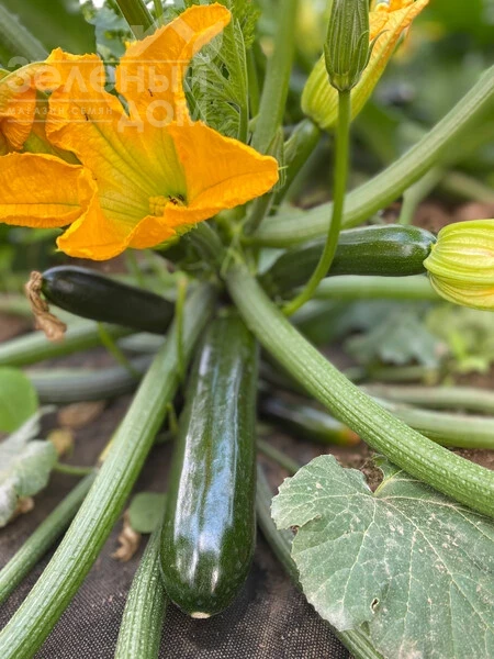 Кефрен F1 / Kefren F1, 30-40 дней фото 2