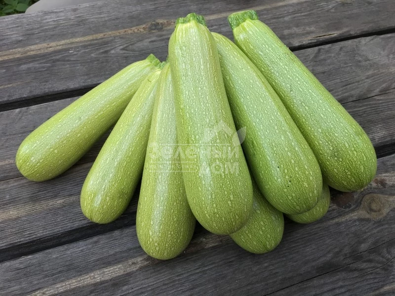 Марселла F1 / Marcella F1 фото 1