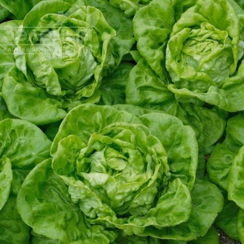 Бремекс / Bremeks, 40-50 дней фото 1