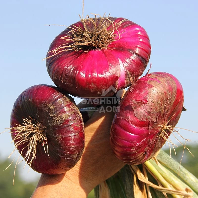 Ялтинский F1 / Yaltinskyi F1 фото 1