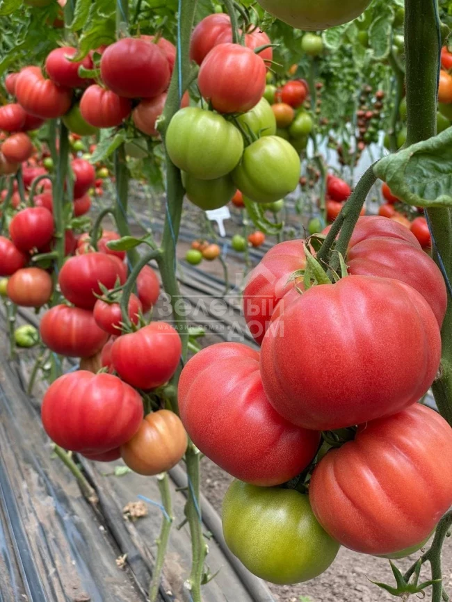 Сонароза F1 / Sonaroza F1 фото 2