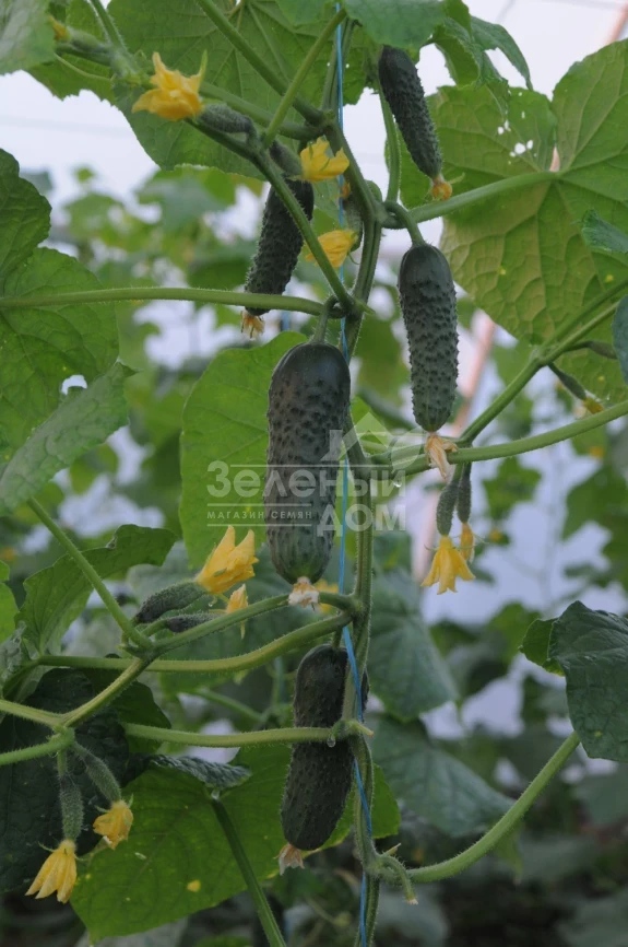 Бафра F1 (ЕЗ 18/01) / Bafra F1 (EZ 18/01), 33-38 дней фото 2