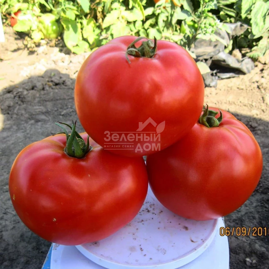 1504 F1 / 1504 F1,110 дней фото 3