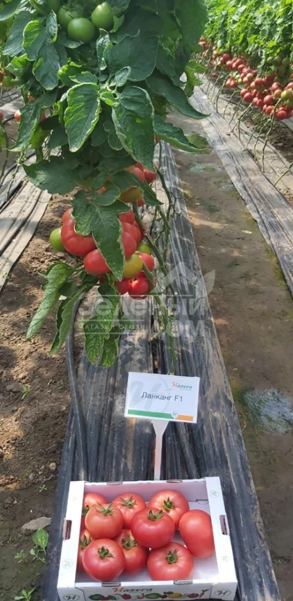 Ланканг F1 / Lankanh F1 фото 3