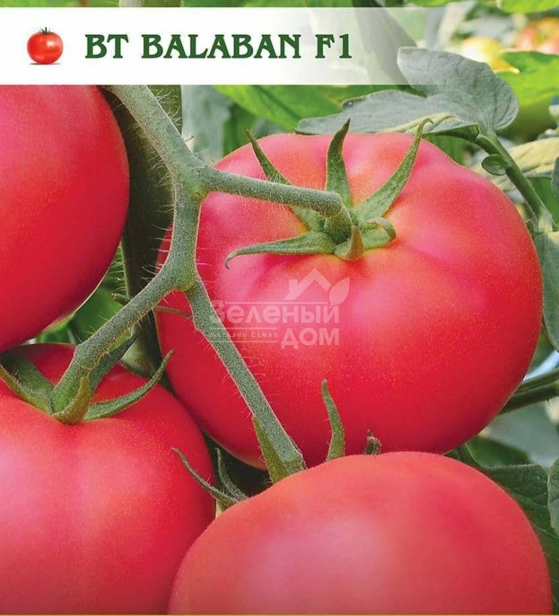 Балабан F1 / Balaban F1 фото 1