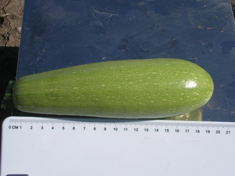 Асма F1 / Asma F1,40-45 днів фото 3