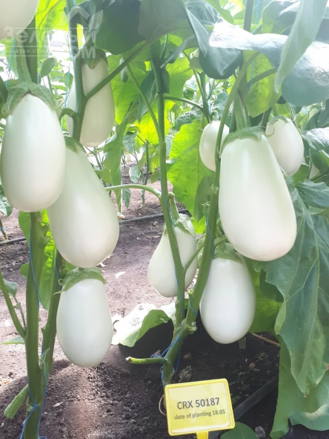 Албана (ЦРХ 50187) F1 / Albana (CRX 50187) F1 фото 1