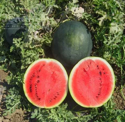 Шуга Бейби / Sugar Baby фото 1