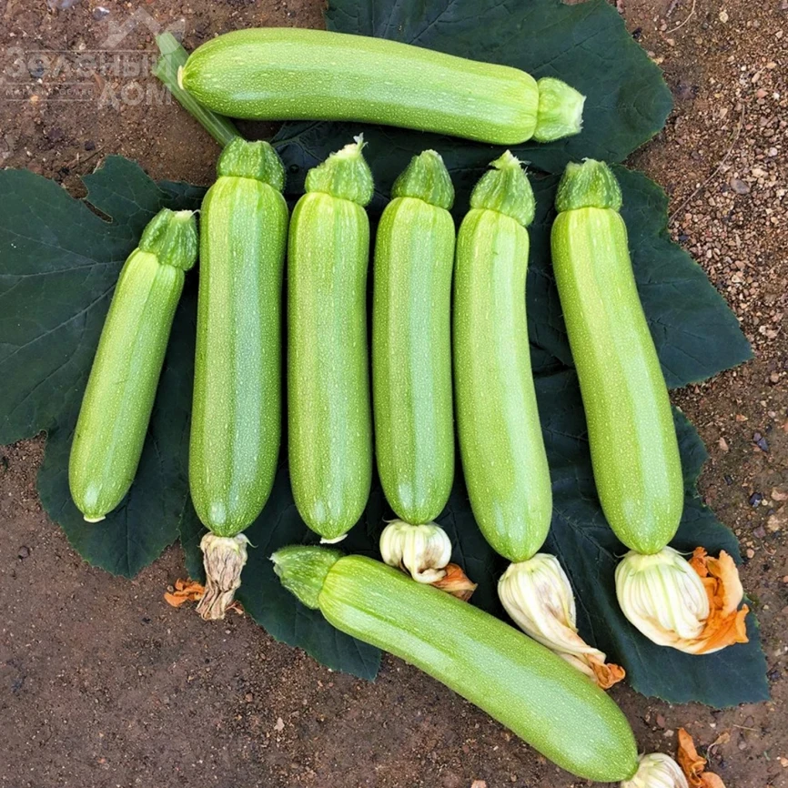 Мейтон F1 / Meyton F1, 42-45 дней фото 1