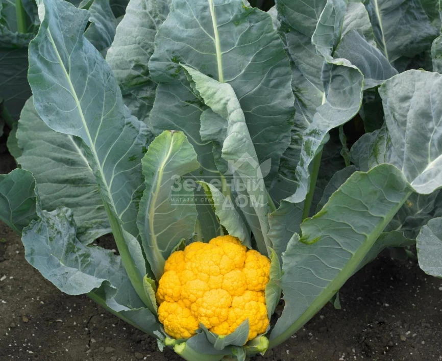 Клементин F1 / Clementine F1, 75-80 дней фото 2