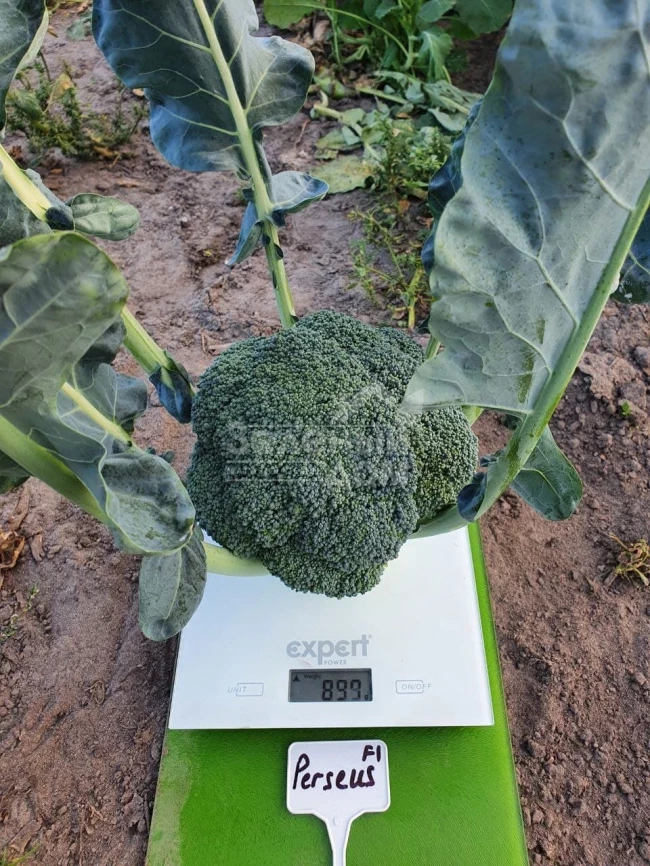 Персеус F1 / Perseus F1, 70-80 дней фото 3