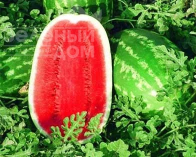 Триумф F1 / Triumf F1 фото 1