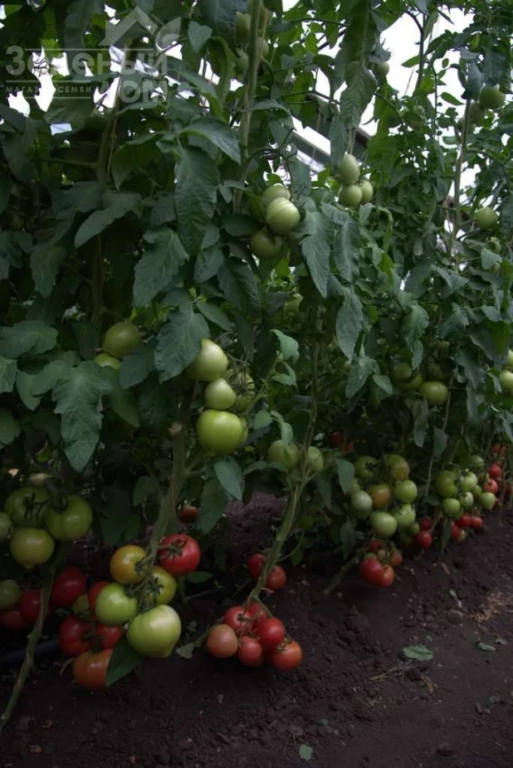 Санрайз F1 / Sunrise F1 фото 3