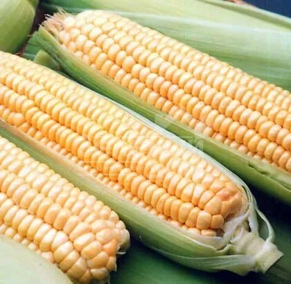 Андриа F1 / Andria F1,90-95 дней фото 1