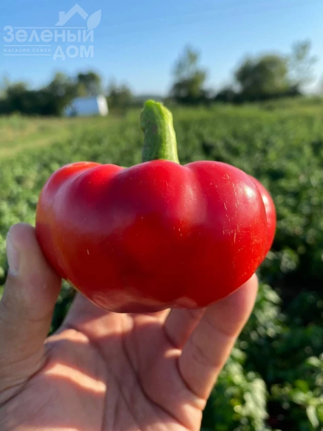 Вераче F1  (П 16262) / Verache F1 (Р 16262)  фото 1