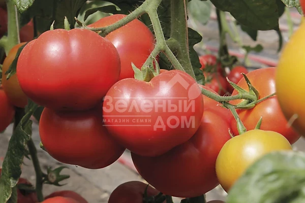 Капонет F1 / Caponet F1 фото 1