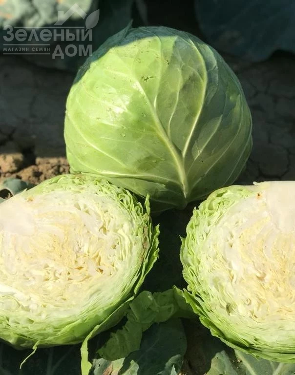 Баградион F1 / Bagradion F1, 48-53 дня фото 1