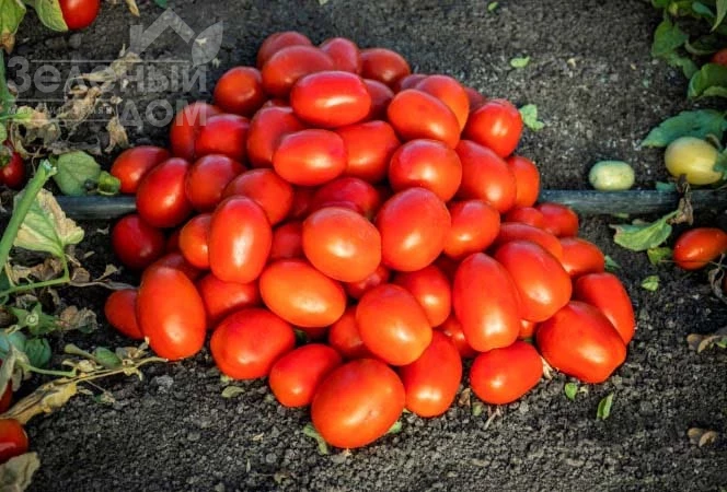 1648 F1 / 1648 F1, 115-120 дней фото 1