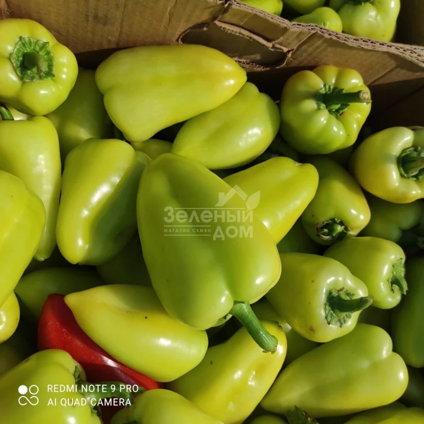 Полет / Polet,120-130 дней фото 4