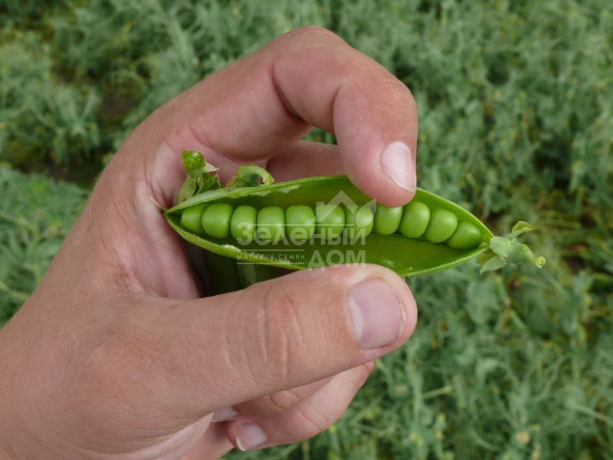 Мегасайз / Megasayz, 55-60 дней фото 4