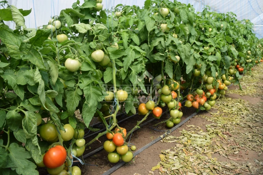 Риксос F1 / Riksos F1 фото 2