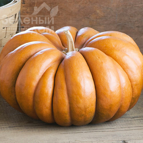 Мускат де Прованс / Muskat de Provans фото 2