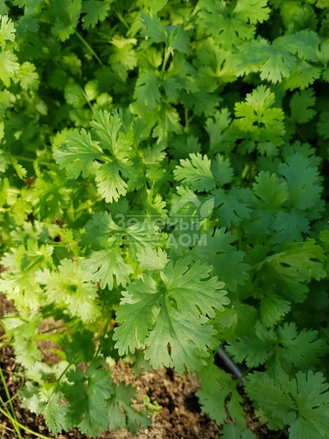 Марино / Marino,40-45 дней фото 1