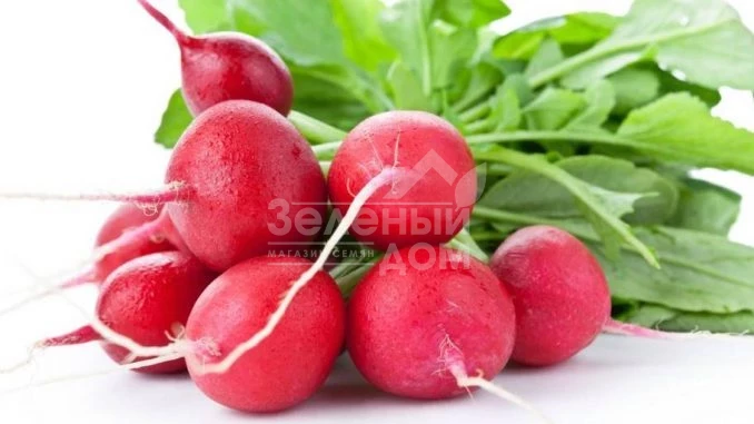 Катрена F1 / Katrena F1,20-25 дней фото 1