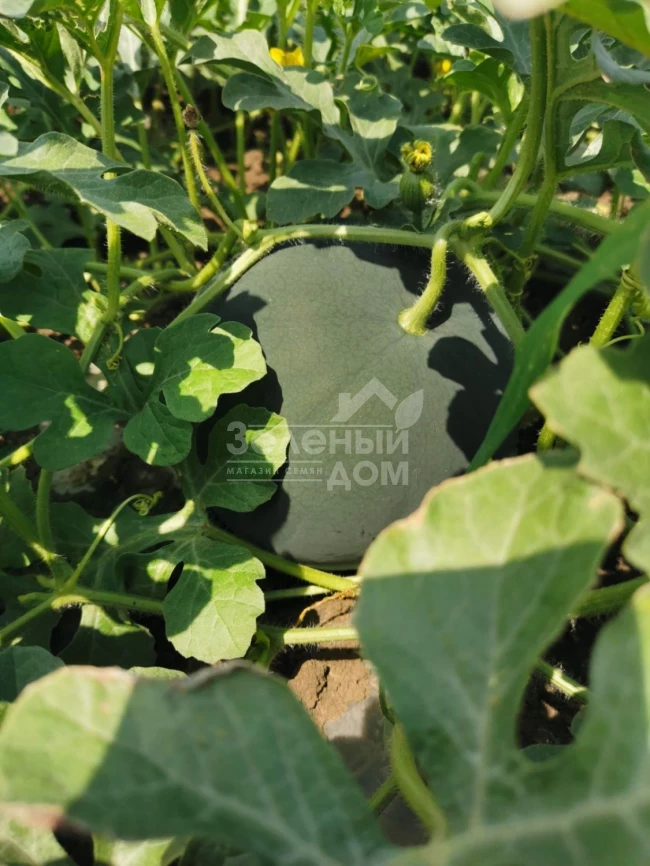 Блэки (INX 1748) F1 / Blacky (INX 1748) F1,62-63 дня фото 3