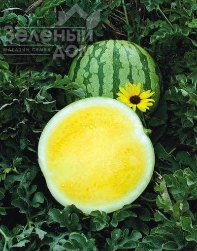 Еллоу Батеркап F1 / Yellow Baterkap F1, 90 дней фото 1