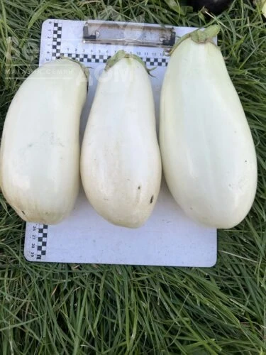 Миракл F1 / Miracle F1 фото 1