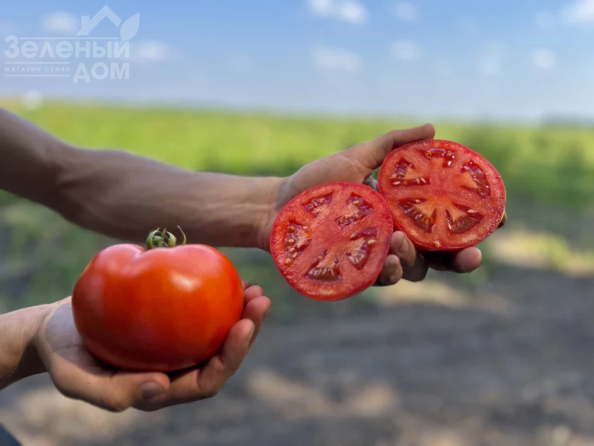 Томатина F1 / Tomatina F1, 62-67 дней фото 2