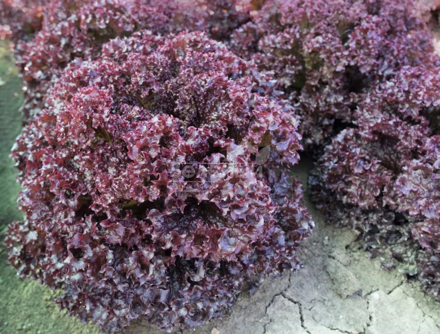 Солос / Solos,40-45 дней фото 1