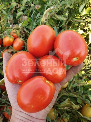 2053 F1 / 2053 F1, 115 дней фото 2