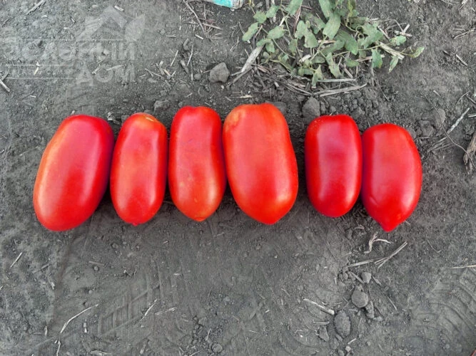 Драй F1 / Dray F1, 95 дней фото 1