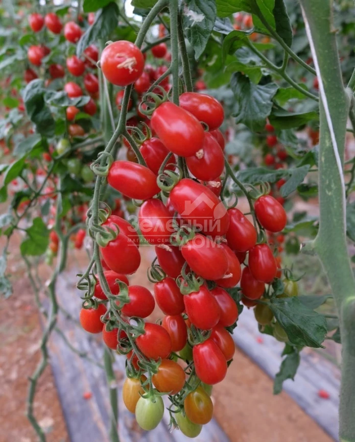 Цуккерино F1 / Zukkerino F1 фото 1