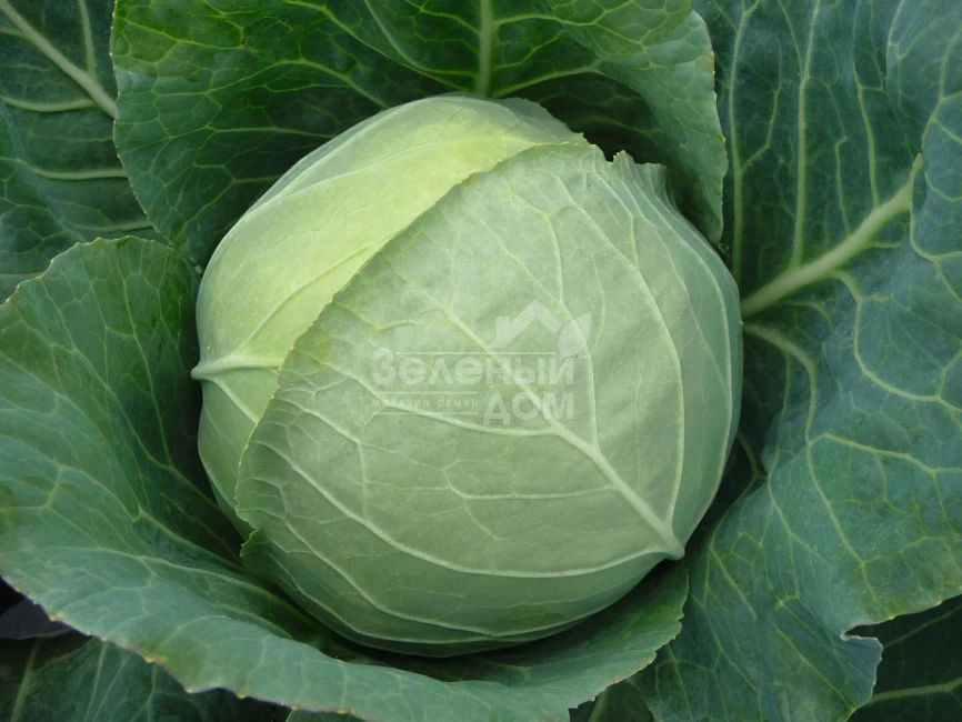 Чекмейт F1 / Checkmate F1,67 дней фото 2