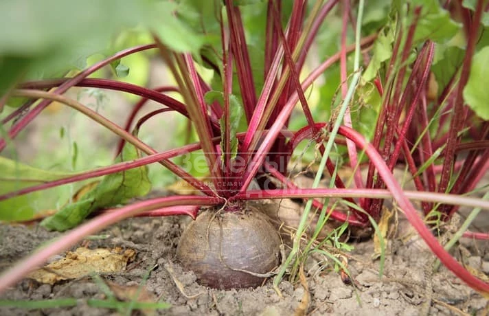 Ред Шайн / Red Shine,75-90 дней фото 1
