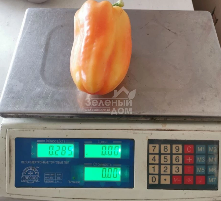 Хеликон F1 / Helikon F1,70-75 дней фото 3