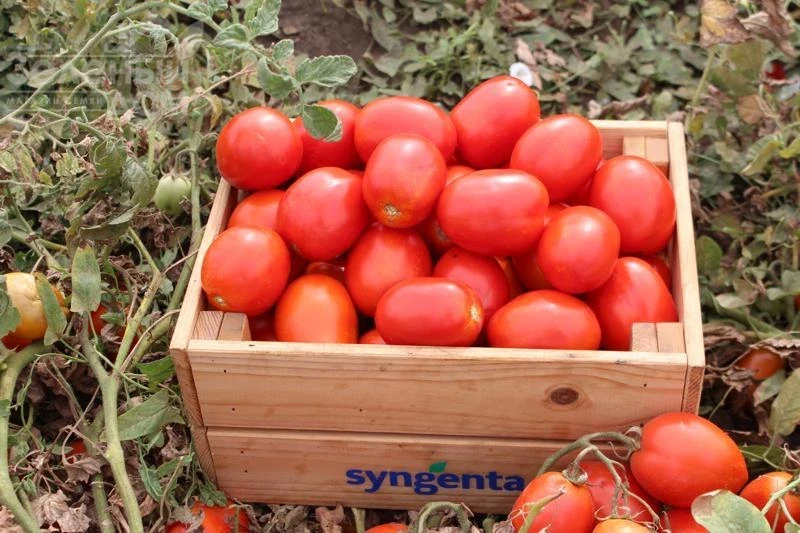 Брикстон F1 / Brikston F1, 75–80 дней фото 1